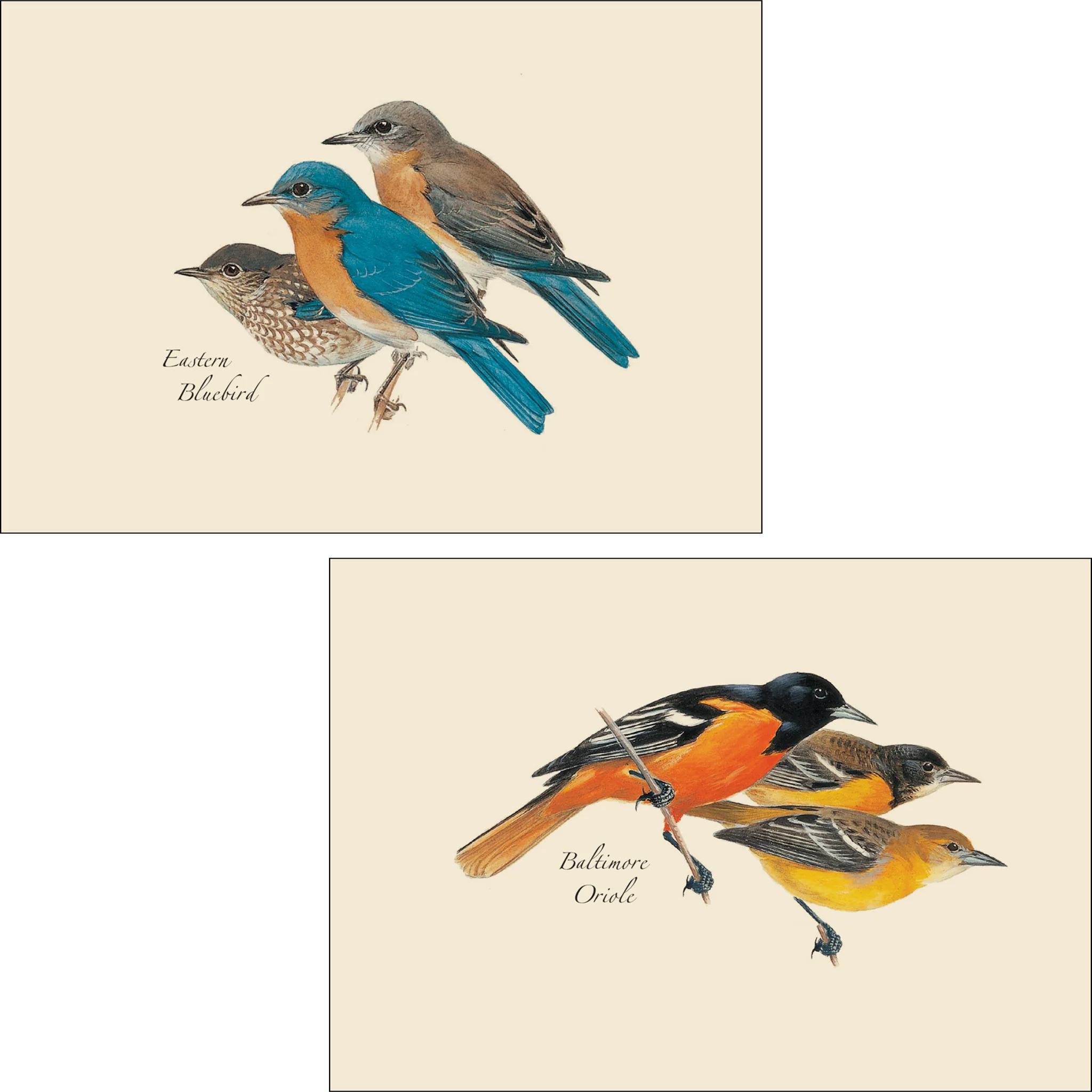 Bird Assortment Illustrated Notecards Set of 8 - Image 2