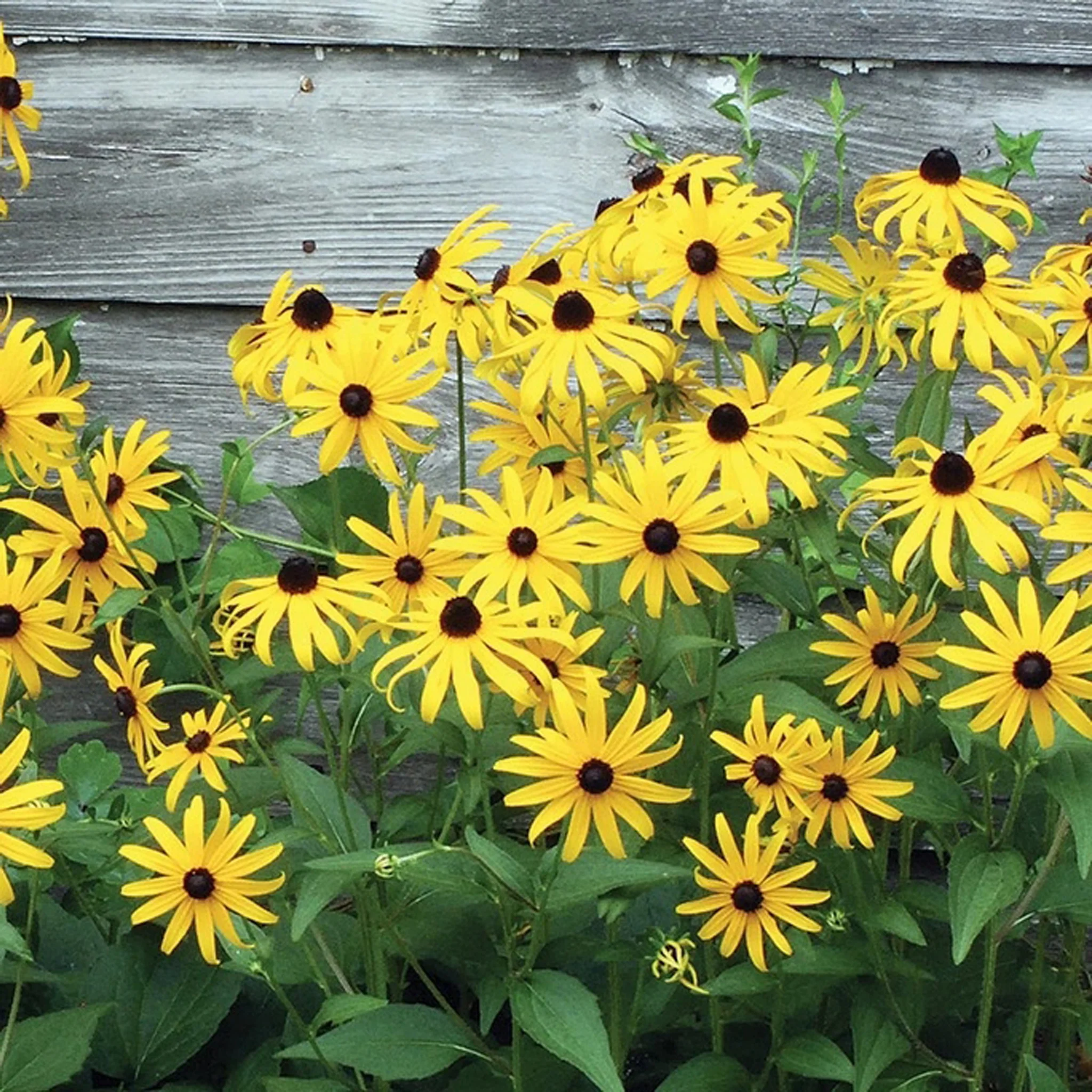 Black Eyed Susan Seeds Packet - Image 3