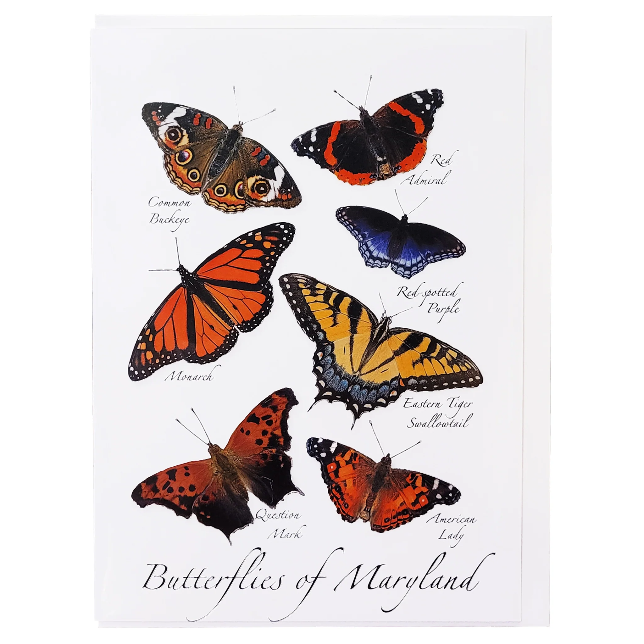 Butterflies of Maryland Card