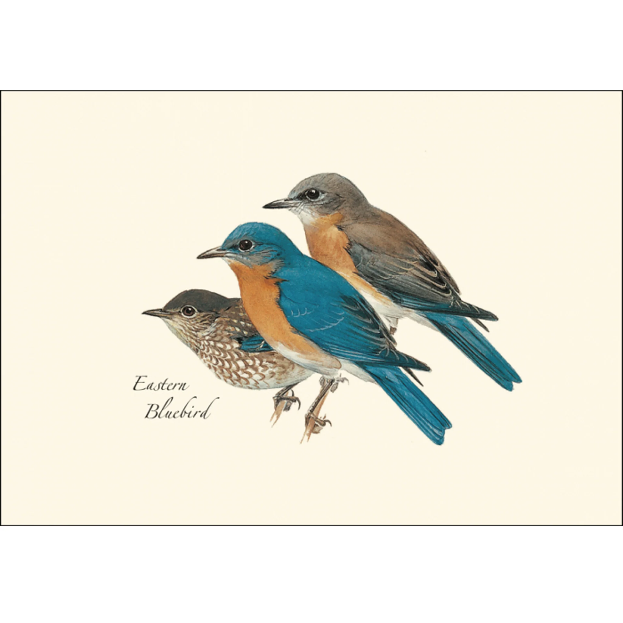 Eastern Bluebird Illustrated Notecards Set of 8 - Image 2