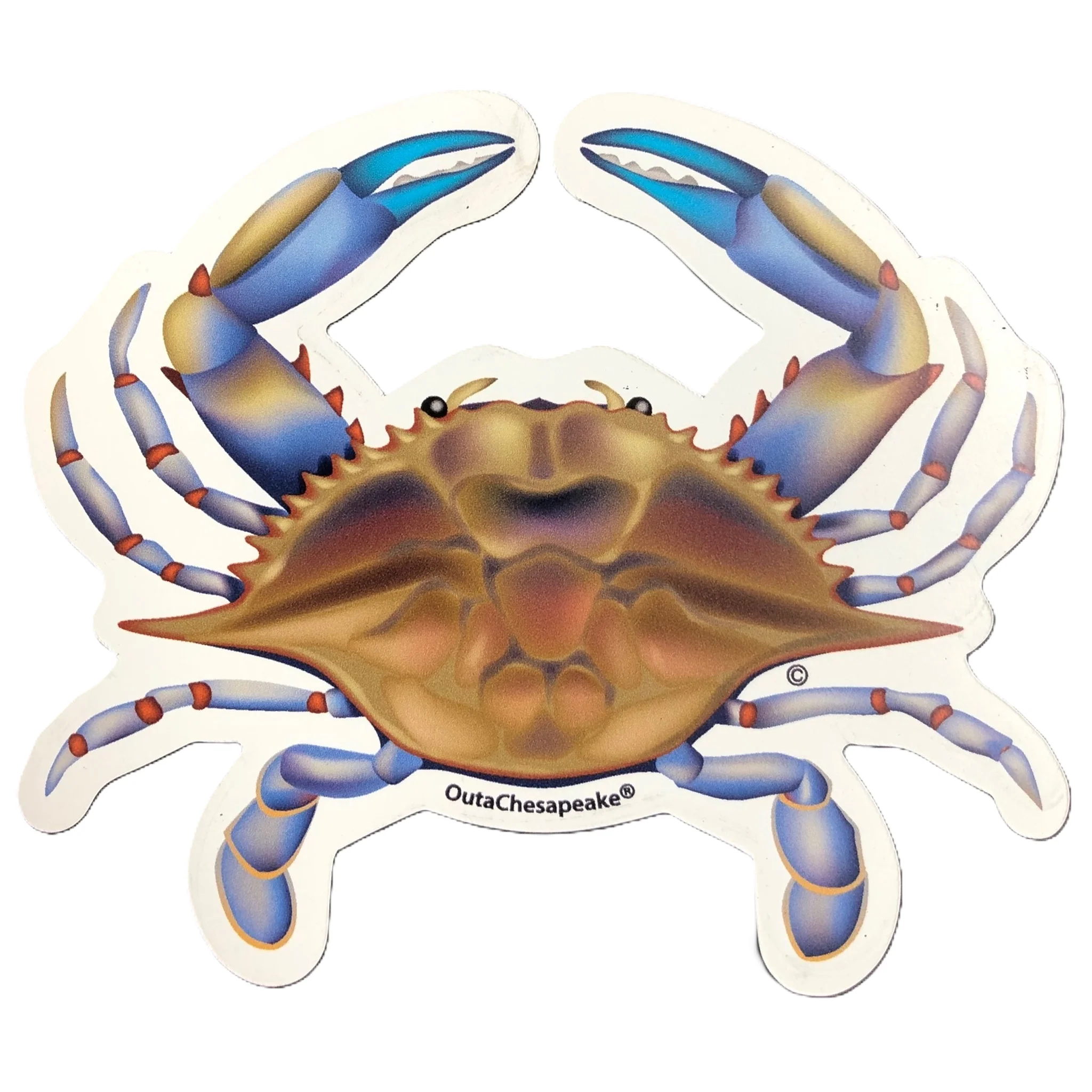 Natural Blue Crab Jimmy Magnet