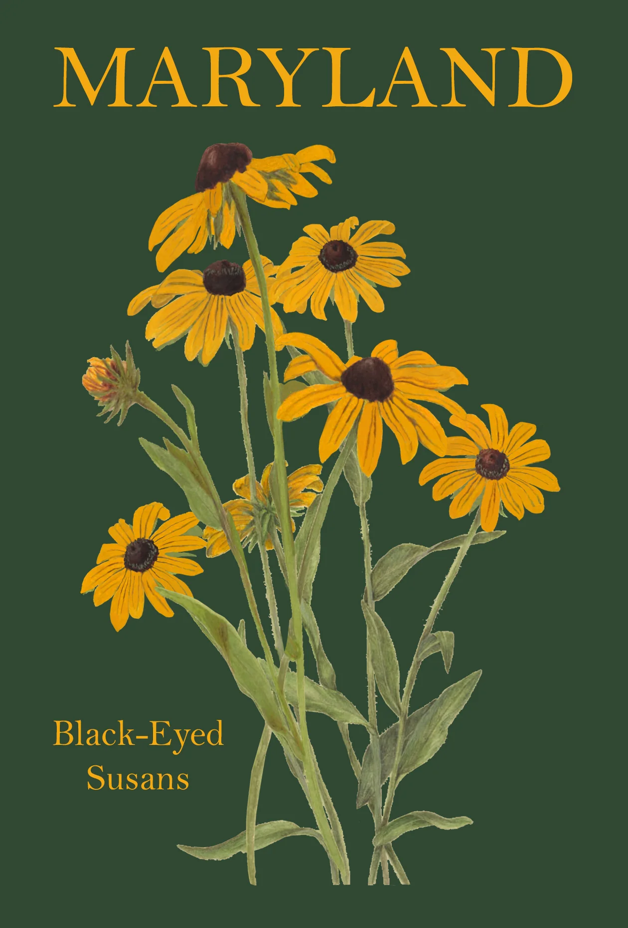 Postcard - Maryland Black Eyed Susans