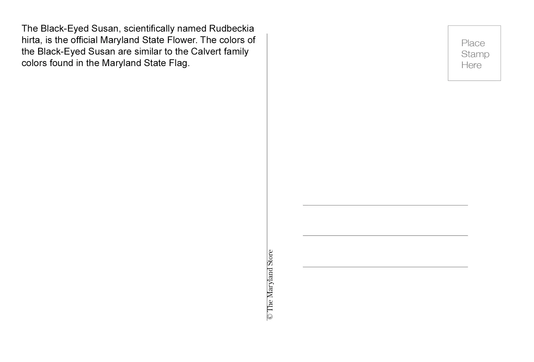 Postcard - Maryland Black Eyed Susans - Image 2