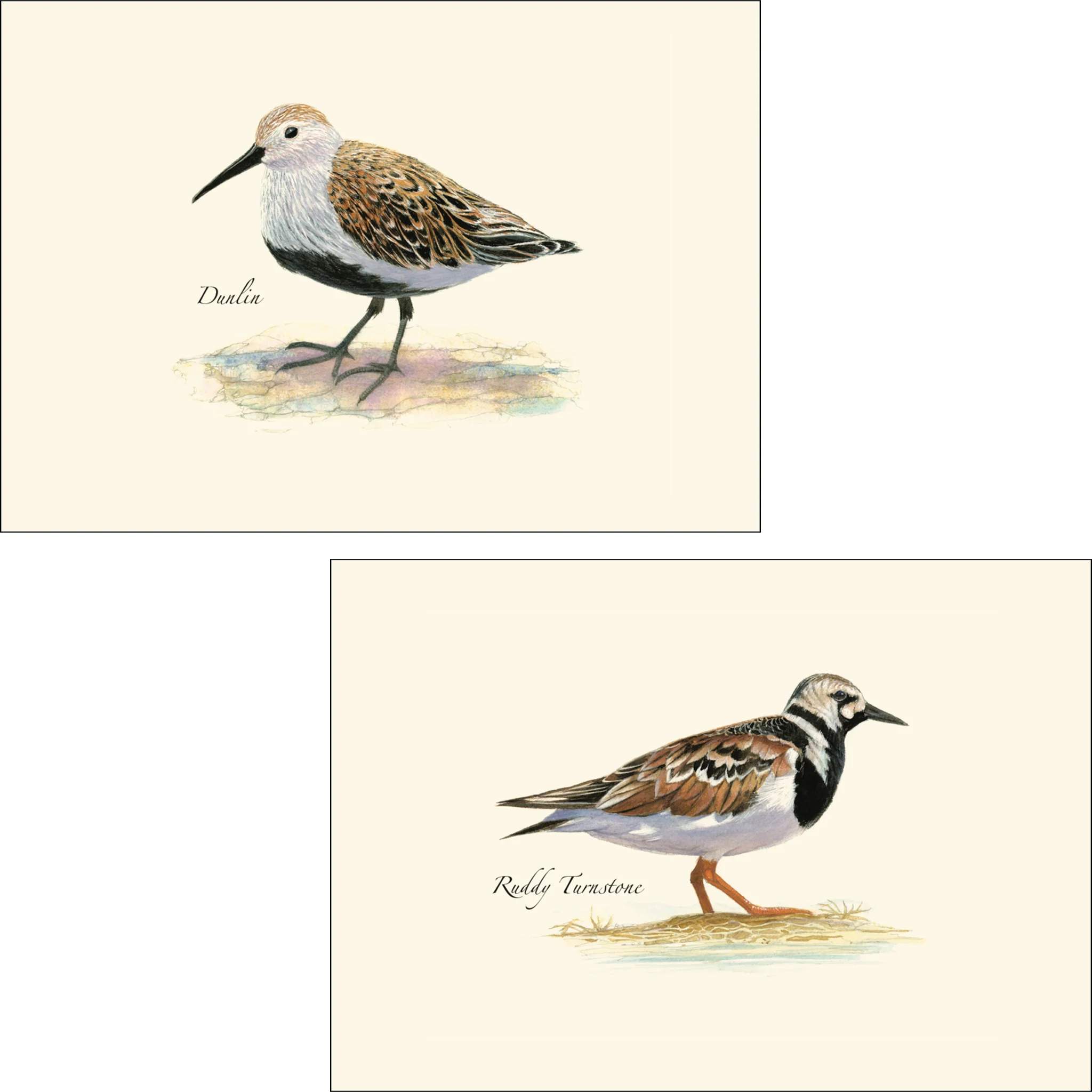 Shorebird Assortment Illustrated Notecards Set of 8 - Image 3