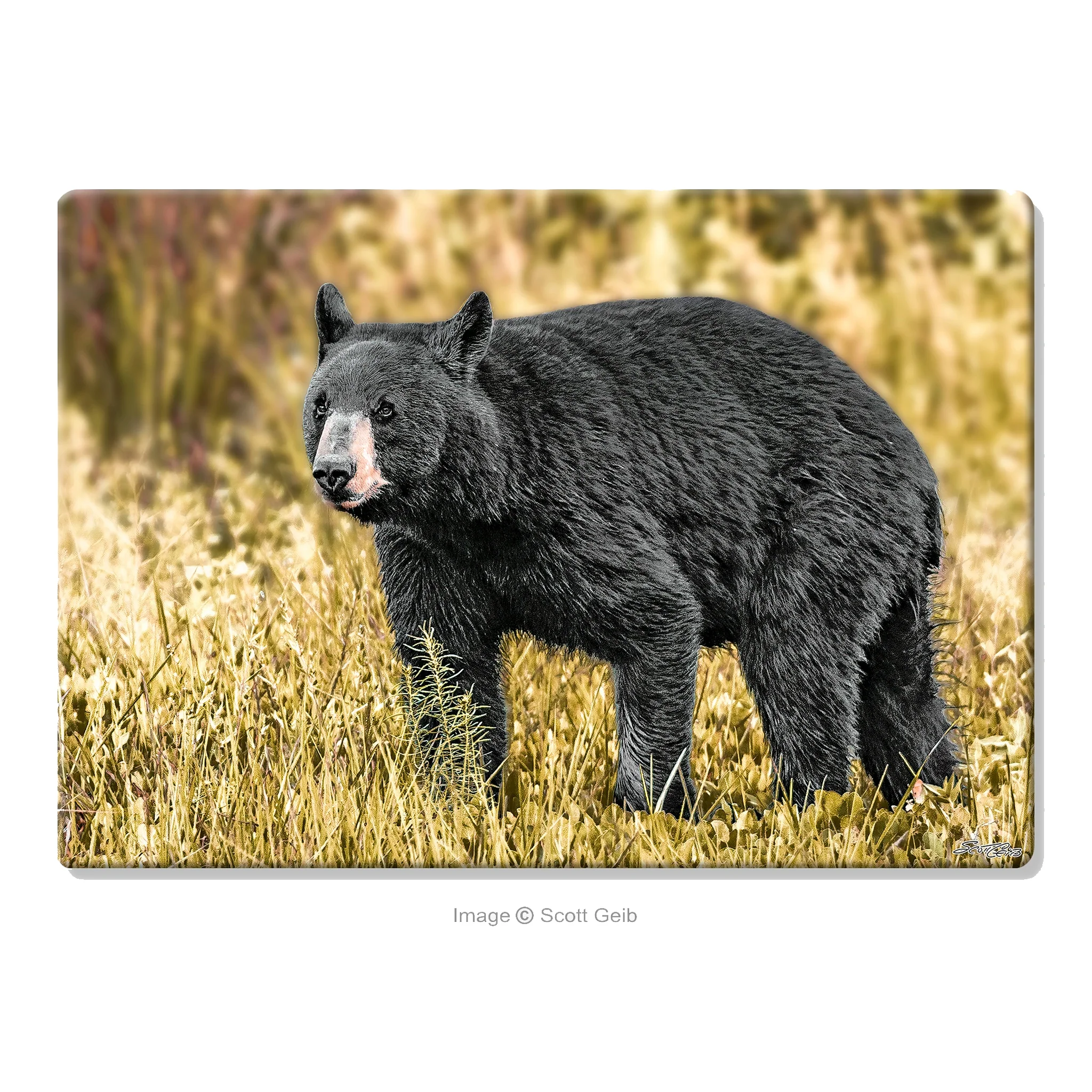 Western Maryland Bear Glass Cutting Board